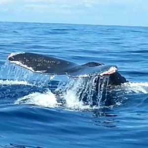 Whale and Dolphin watching tour half day– San Josecito Beach