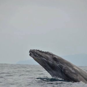 Whale and Dolphin Watching tour half day & Caño Island
