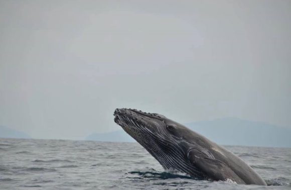 Whale and Dolphin Watching tour half day & Caño Island