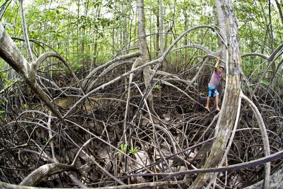 Mangrove Forest Tour (Terraba-Sierpe)