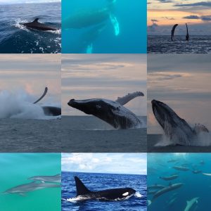 Whale and Dolphin Watching tour full day