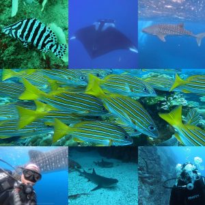 Diving Tour – Caño Island Biological Reserve