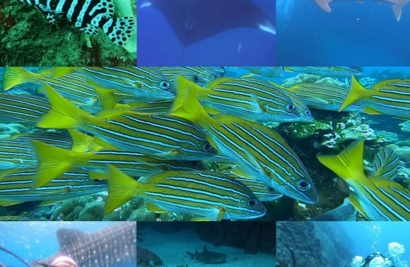 Diving Tour – Caño Island Biological Reserve